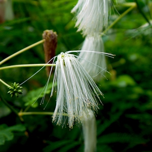 Graines sur tiges - Belgique  - collection de photos clin d'oeil, catégorie plantes